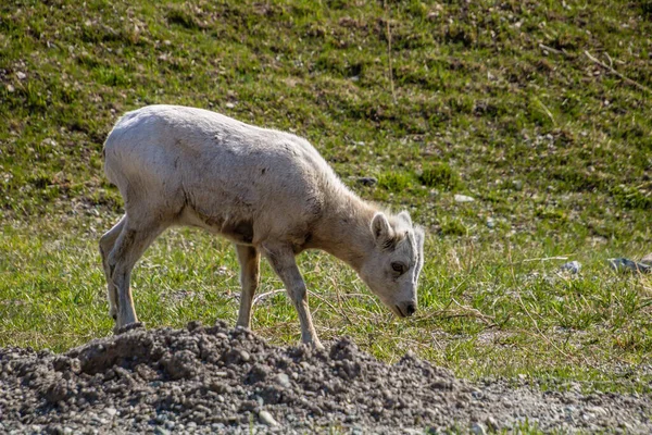 Rocky Mountain Sheep Graze Food Meadow Waterton Lakes National Park — Stock Photo, Image