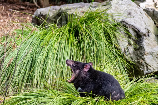 Tasmainian Devil Sitting Grass Auckland Zoo Auckland New Zealand — Stock Photo, Image