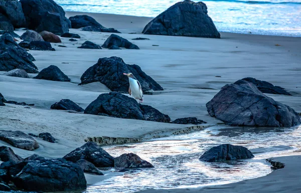 Pinguins Olhos Amarelos Chegar Terra Otago Nova Zelândia — Fotografia de Stock