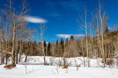 Bir aylık kış gezintisi kaldı. Kananaskis Ülkesi, Alberta, Kanada