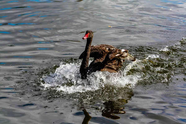 Black swans frolic on land and in the water. Western Springs Pond, Auckland, New Zealand.