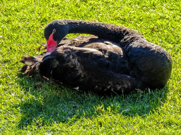 Černé Labutě Skotačí Souši Vodě Západní Springs Pond Auckland Nový — Stock fotografie