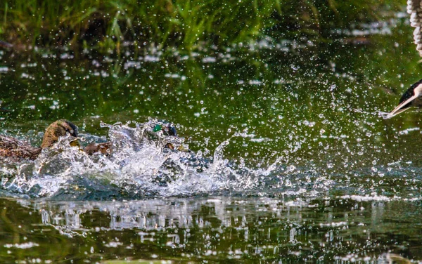 Mallards Salpicando Sobre Agua Inglewood Bird Sanctuary Calgary Alberta Canadá — Foto de Stock