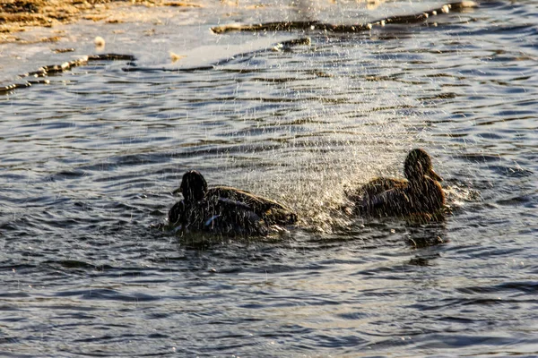 Stockenten Planschen Wasser Vogelschutzgebiet Inglewood Calgary Alberta Kanada — Stockfoto