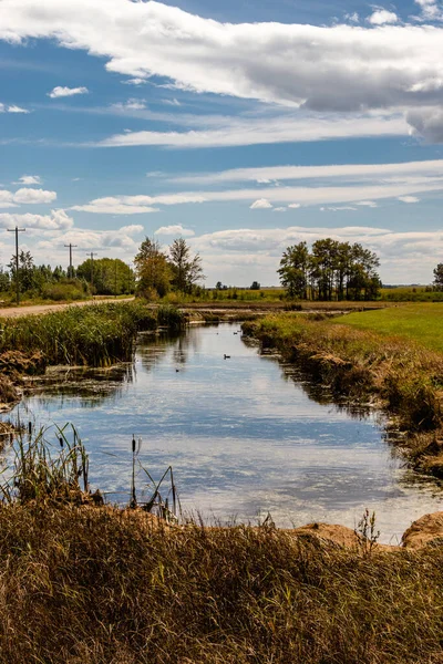 Pequeño Canal Carretera Con Aves Acuáticas Crossfield Alberta Canadá — Foto de Stock