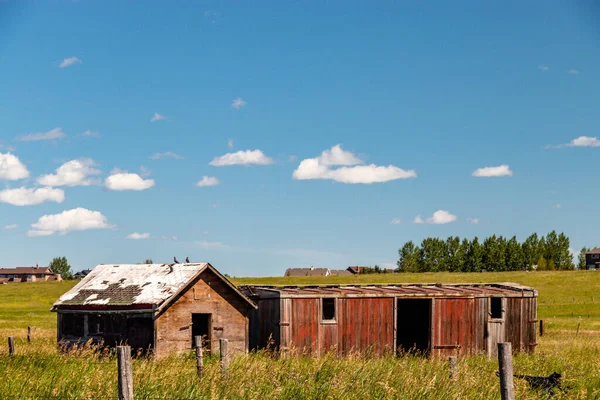 Rustic farm buildings in a field. Rockyview County, Alberta, Canada