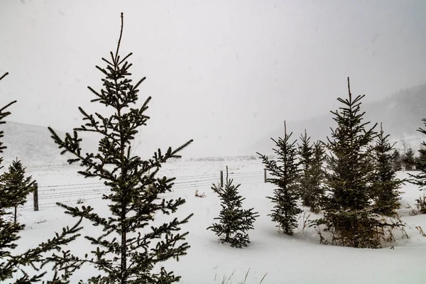 Tempête Hivernale Frappe Champ Rockyview County Alberta Canada — Photo