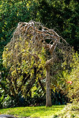 Bahçelerin etrafında bir yürüyüş manzarası. Botanik Bahçeleri, Auckland, Yeni Zelanda