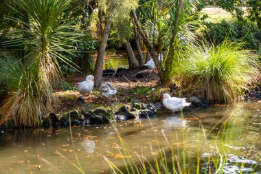 Göletteki kazlar. Auckland Alanı, Auckland, Yeni Zelanda