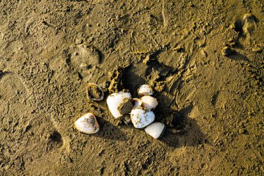 İzler ve nesneler sahilde bulundu. Bethels Plajı, Auckland, Yeni Zelanda