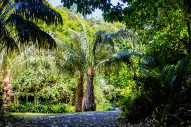 Pukekura Park botanik bahçesinde bir gezinti. Yeni Plymouth, Taranaki, Yeni Zelanda
