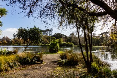 Ördekler, kuşlar, kuğular ve kazlar göletin içinde ve çevresinde eğleniyorlar. Western Springs Ördek Gölü, Auckland, Yeni Zelanda