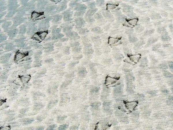 Tracce Fauna Selvatica Sulla Spiaggia Auckland Nuova Zelanda — Foto Stock