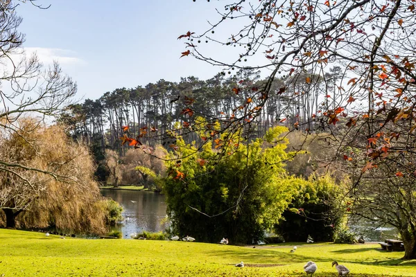 Ördekler, kuşlar, kuğular ve kazlar göletin içinde ve çevresinde eğleniyorlar. Western Springs Ördek Gölü, Auckland, Yeni Zelanda