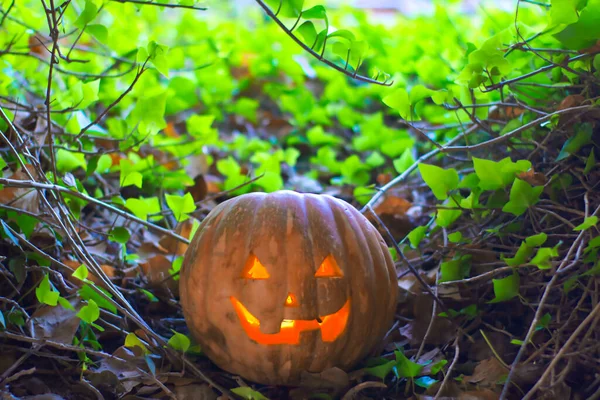 Pompoen Oranje Herfst Bos Groen — Stockfoto