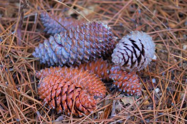 Sonbahar tarlasında çam kozalakları