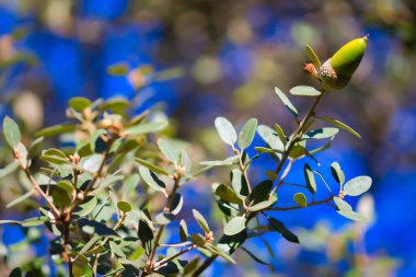 Sonbahar tarlasında meşe palamudu