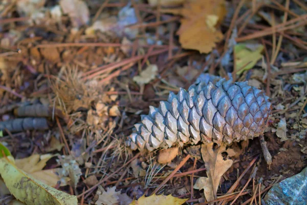 Pine Cones Autumn Field — Stock Photo, Image