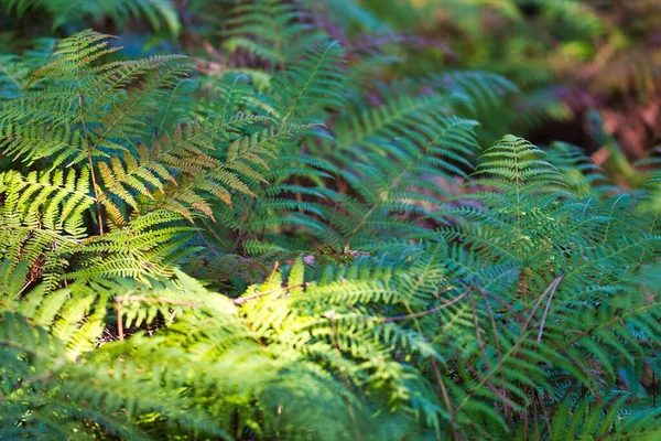 Campo Felci Verdi Nel Bosco — Foto Stock