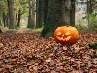 Sonbahar ormanında düşen yaprakların arasında parlayan balkabağı..