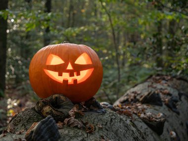 Ormanda sonbahar yapraklarında parlayan kabak kabağı kabağı kabağı..