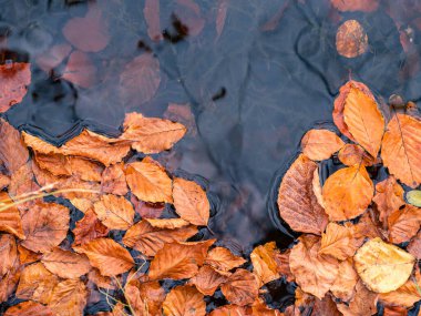 Karanlık sularda yüzen sonbahar yaprakları, sakin dalgalar ve yumuşak ışıkta mevsimlik zengin renkler.