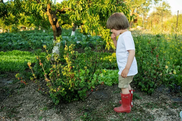 Cute little boy in a white T-shirt and red rubber boots eats currants from a bush in the garden. Copy space
