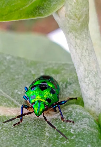 Jewel bug on the leaf. They are commonly known as Jewel bugs or metallic bugs due to their often brilliant coloration.