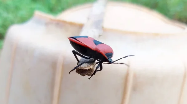 Escarabajo Rojo Escarabajo Hojas Que Come Las Hojas Tallo Brotes —  Fotos de Stock