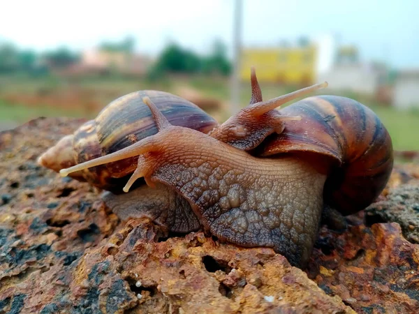 爱制造陆地蜗牛 背景模糊 印度Odisha — 图库照片