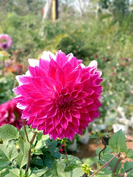 Hermosa Flor Dahlia Género Plantas Perennes Arbustivas Tuberosas Herbáceas Nativas —  Fotos de Stock