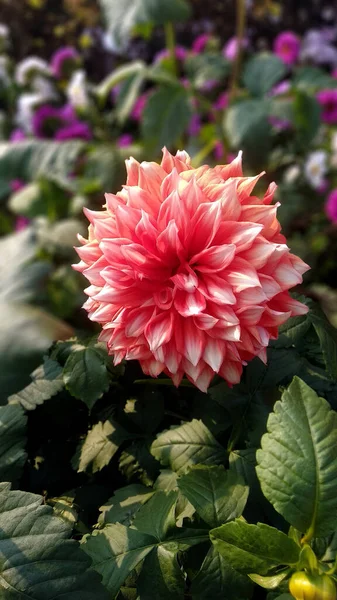 Bellissimo Fiore Dahlia Con Sfondo Sfocato — Foto Stock