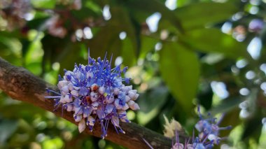Ağacın dallarında güzel çiçekler açar..