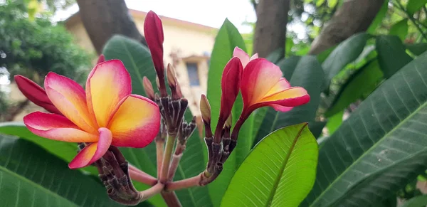 Det Vanliga Namnet Frangipani Kommer Från Ett Släkte Blommande Växter — Stockfoto