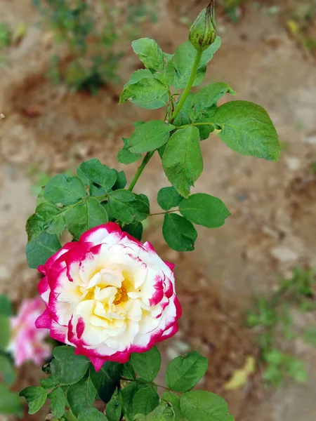 Прекрасна Троянда Мульти Варіації Кольорів Таких Червонувато Білий Білувато Червоний — стокове фото