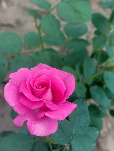 Uma Beautificada Luz Pink Color Rose — Fotografia de Stock