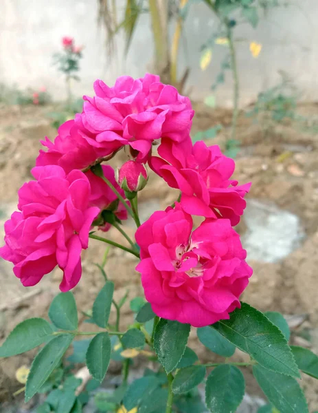 Pink Beauiiful Rosas Com Background Sanguíneo — Fotografia de Stock