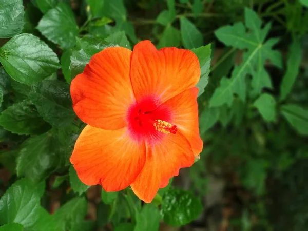 장미는 트럼펫 모양이며 있으며 색깔은 흰색에서 분홍색 빨간색 주황색 복숭아 — 스톡 사진