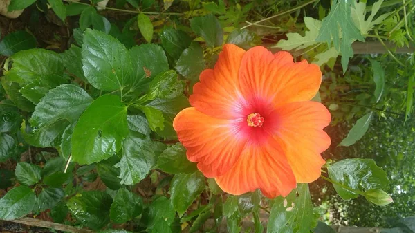 China Rose Sono Grandi Cospicue Forma Tromba Con Cinque Petali — Foto Stock