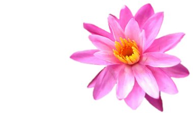 GÖREVLİ Pembe SÜRTÜRÜK SÜRÜSÜ KÖTÜRÜLDÜ.