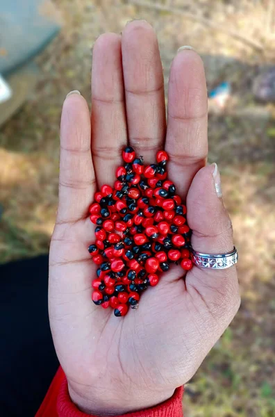 CHIRMI BEADS ON A HUMAN PALM