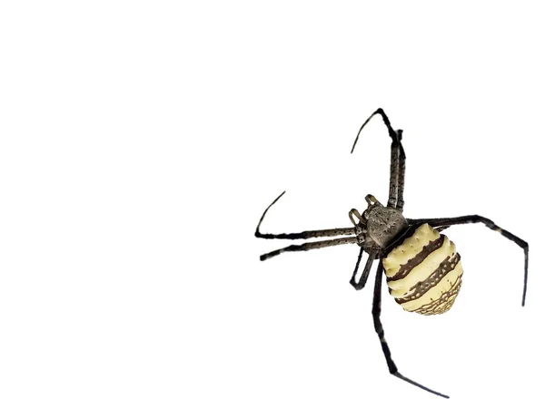 Isolerad Gul Garden Spider Med Vitt Bakgrund — Stockfoto