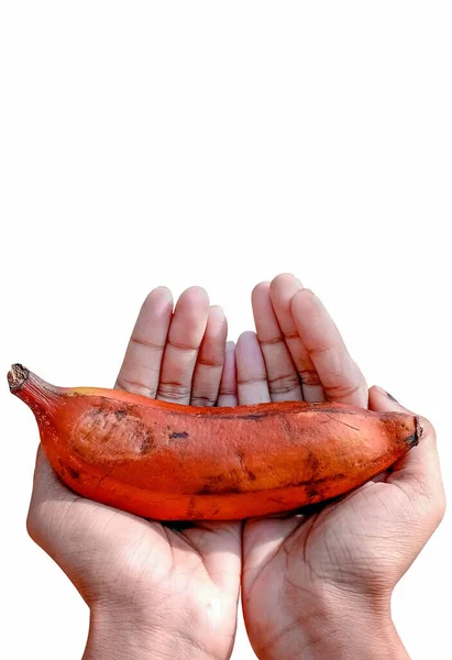 Hermoso Plátano Rojo Mano Una Dama Fondo Blanco — Foto de Stock