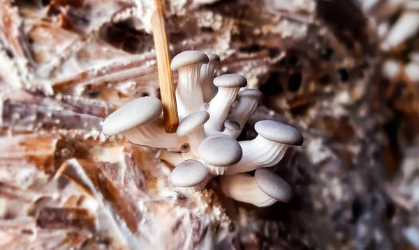 Bir Agaric Güzel Bir Yakın Çekim Agaric Mantar Mantarının Bir — Stok fotoğraf