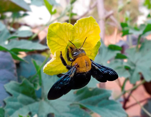 Abelha Carpinteiro Sugando Mel Uma Flor Cabaça Amarga Amarela — Fotografia de Stock