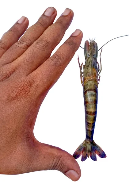 Una Mano Humana Muestra Tamaño Camarón Fondo Blanco — Foto de Stock