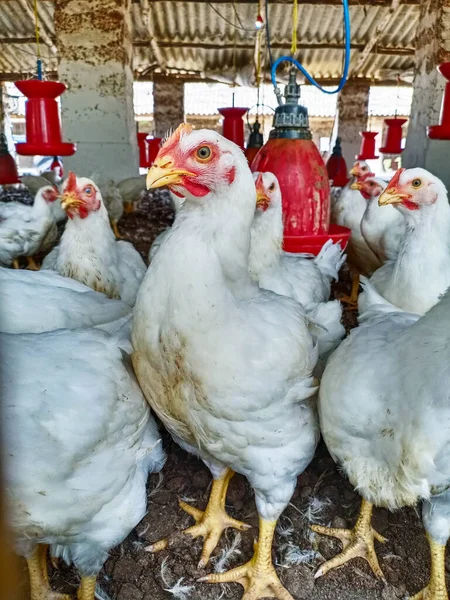 Tavuk Çiftliğinde Tavuk Hindistan Yoğun Sisteminde Tavuk Yetiştirmek Için Çiftlik — Stok fotoğraf