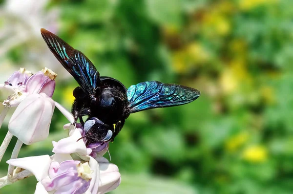 Abeille Charpentier Suce Miel Des Fleurs Couronne — Photo