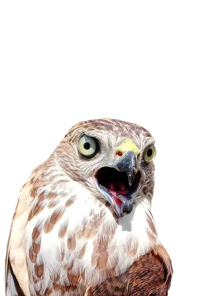 Zblízka Saker Falcon Malý Dravec Čeledi Accipitridae Široce Distribuován Asii — Stock fotografie