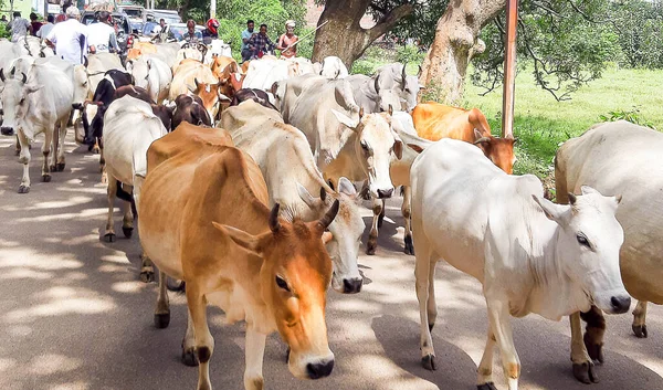 Bolagarh Odisha India Feb 2020 Herd Indian Cows Road — Stock Photo, Image